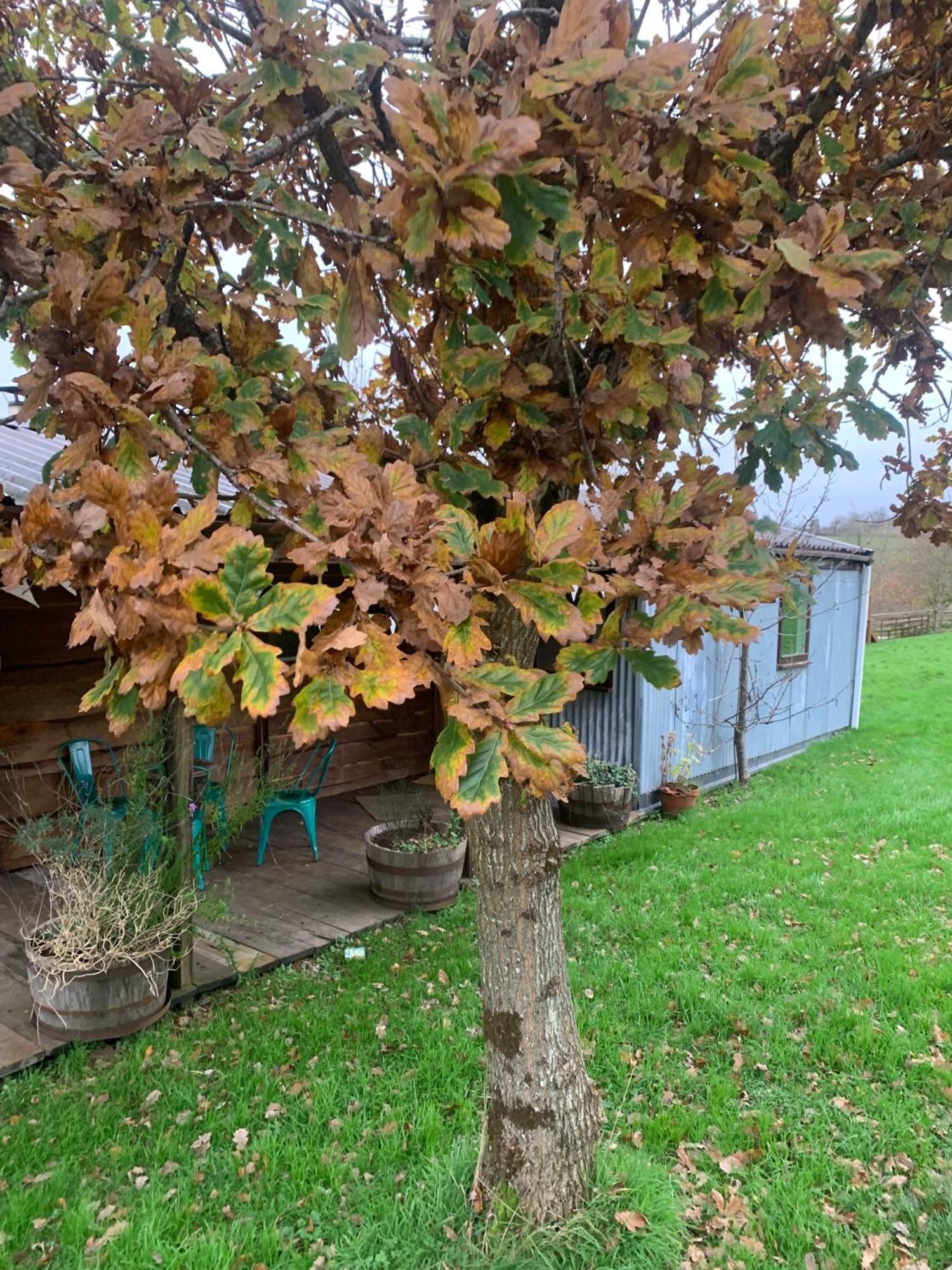 Ceridwen Glamping, Double Decker Bus And Yurts Llandysul Exterior foto