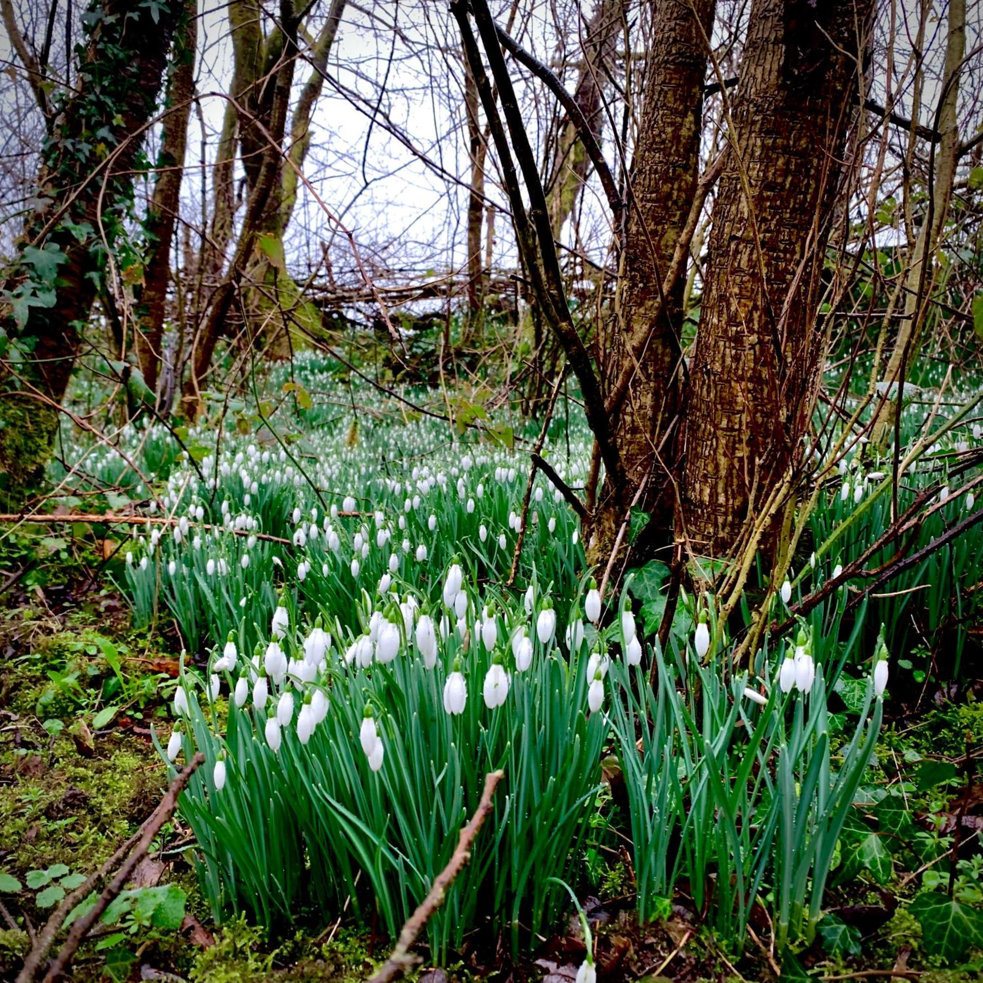 Ceridwen Glamping, Double Decker Bus And Yurts Llandysul Exterior foto